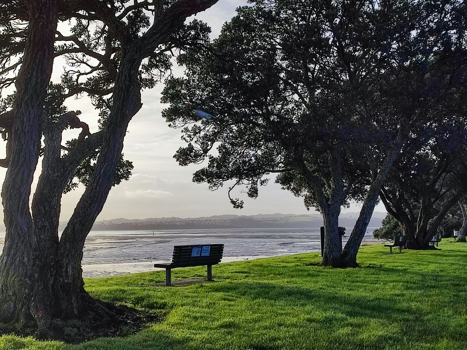A bench beneath coastal trees beside the water
