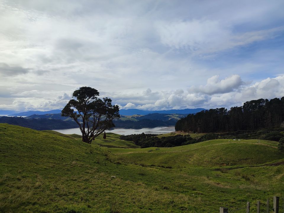 Green hills and a lone tree overlooking the water